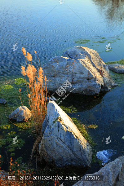 芦苇湖泊