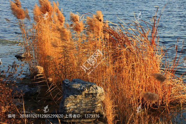 芦苇湖泊