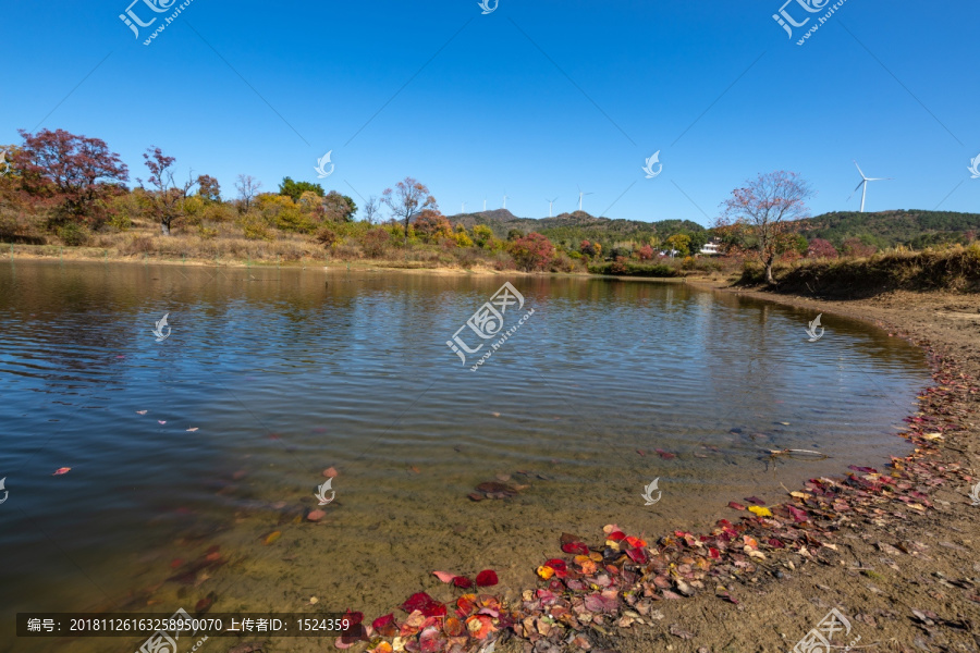 水面落叶