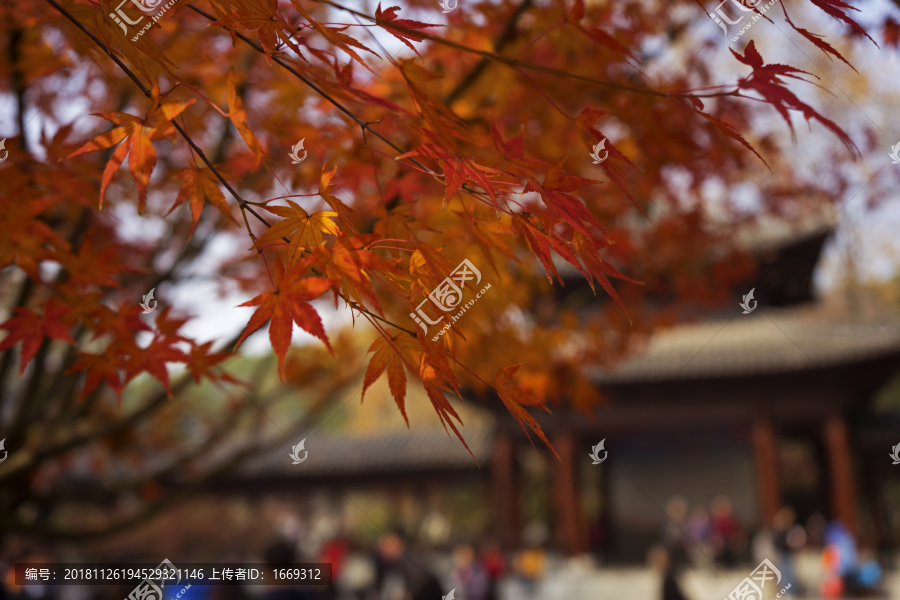 南京栖霞山红叶