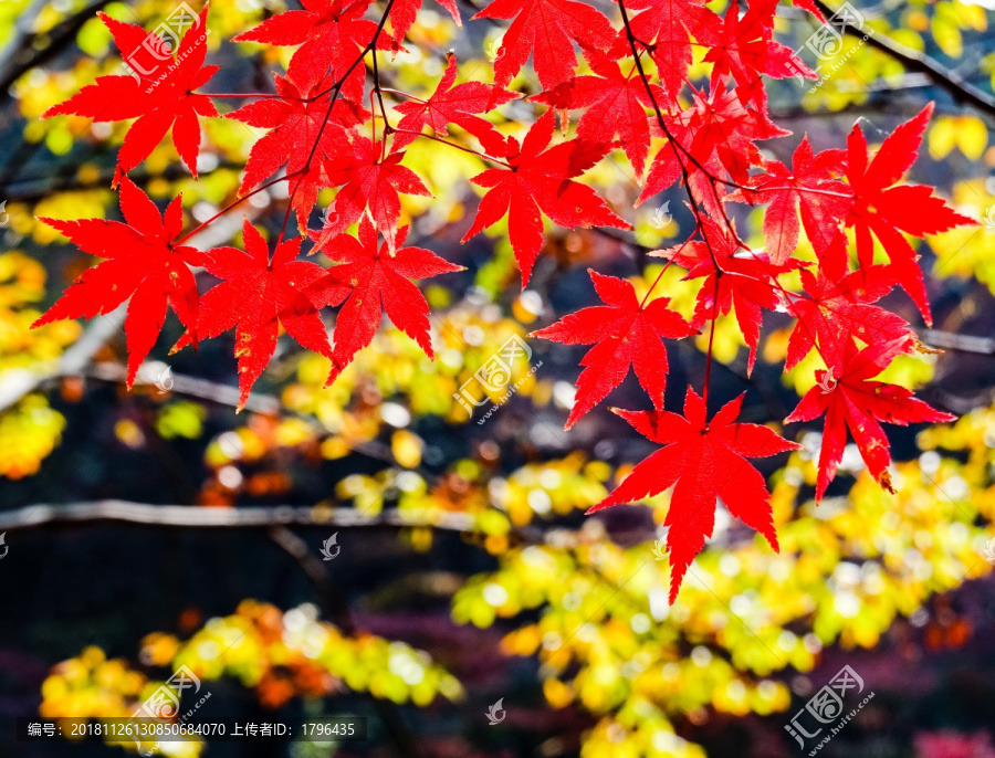 南京栖霞山枫叶红叶