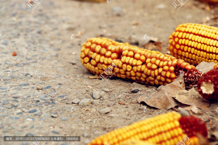 玉米堆