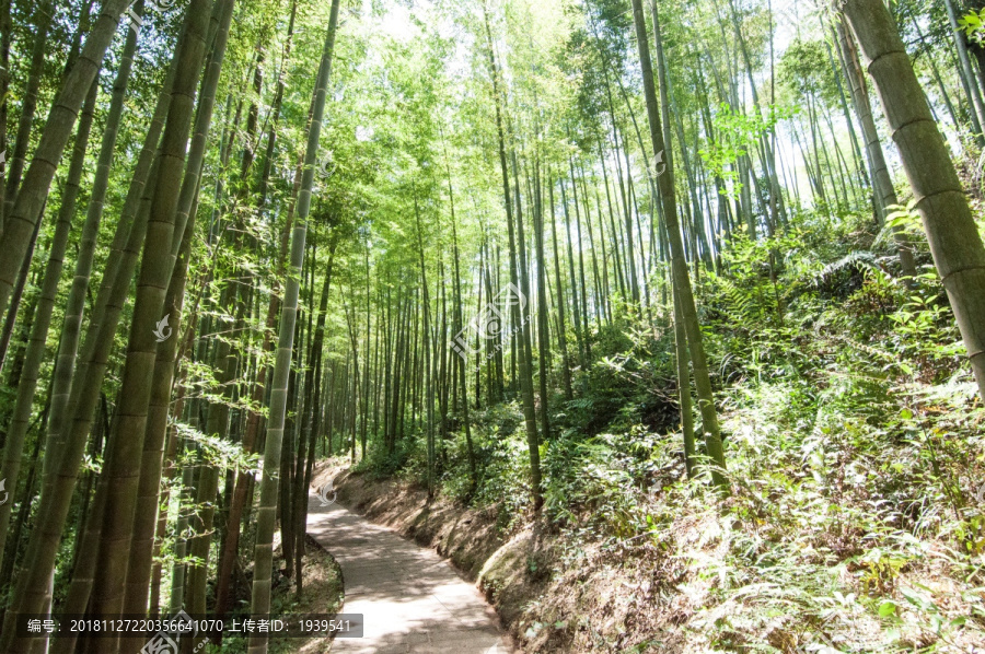 赤水竹海国家森林公园