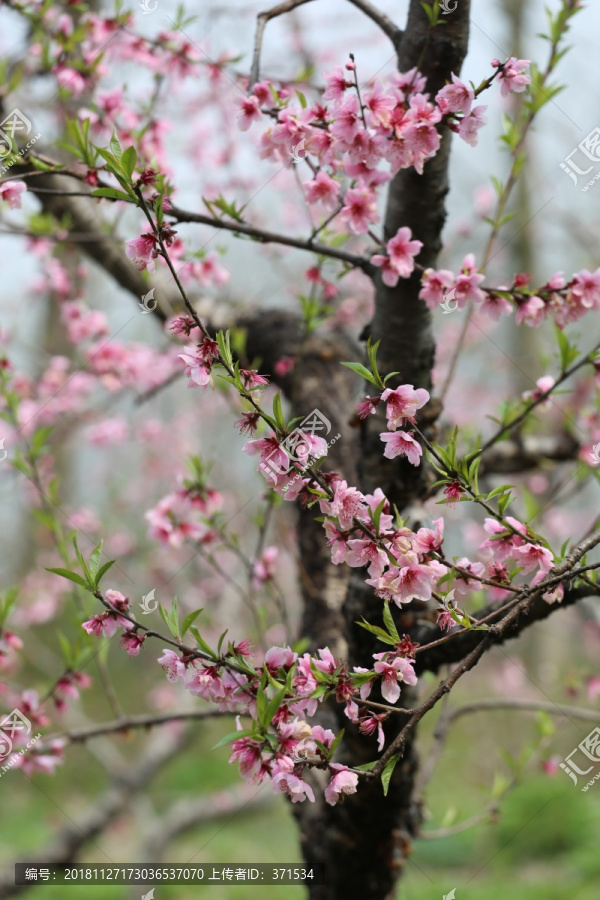 安徽芜湖无为桃花树