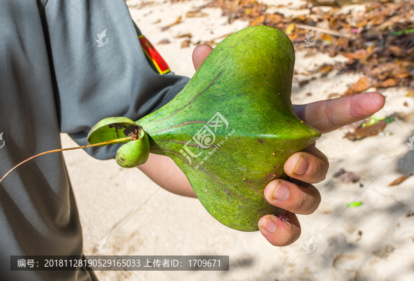 热带水果