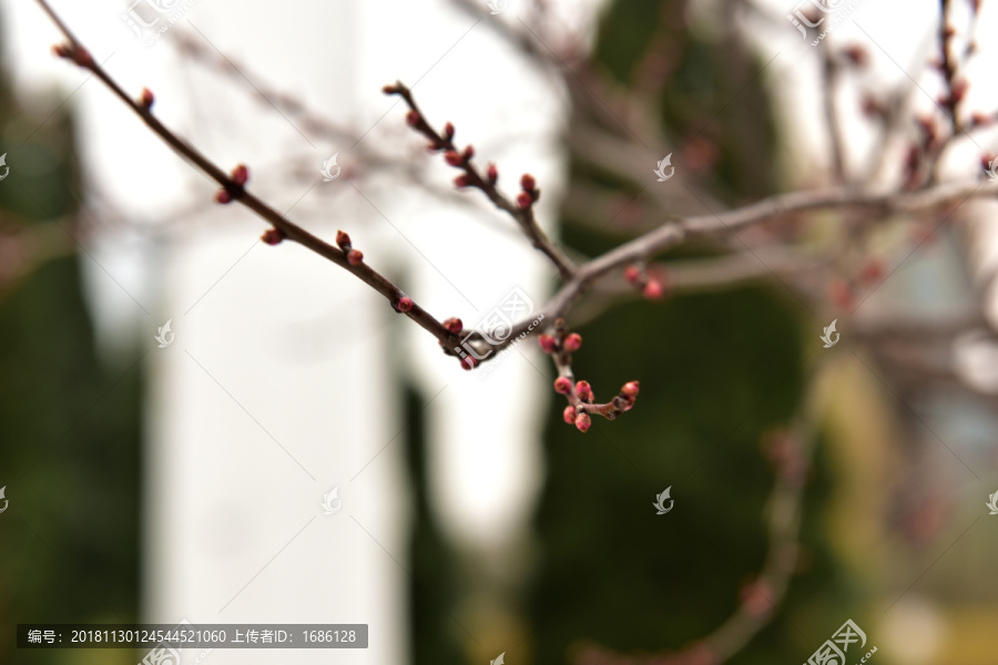 黄色的腊梅花