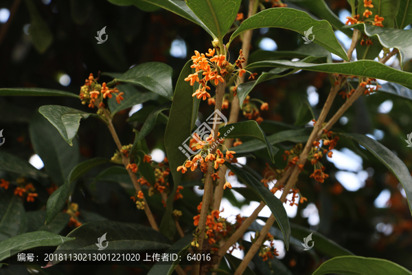 桂花枝