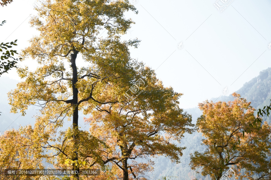 红枫古道