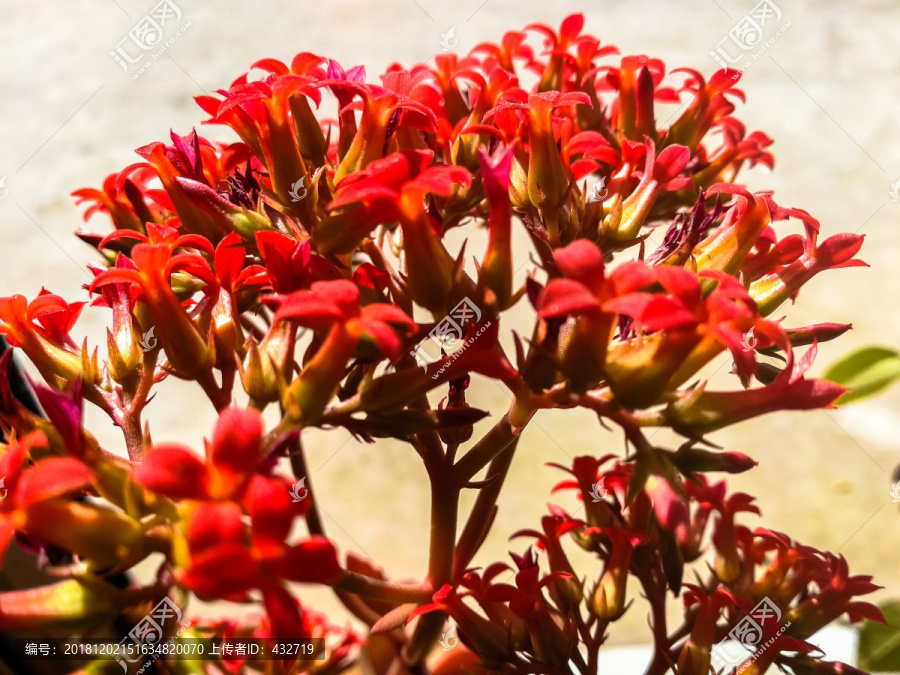 红色的小花迎春花