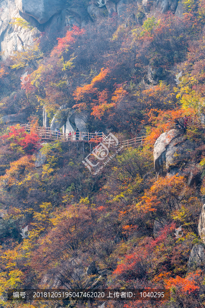 山中秋景植被山石