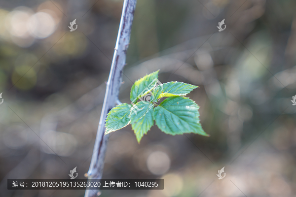 特写镜头里的一片树叶