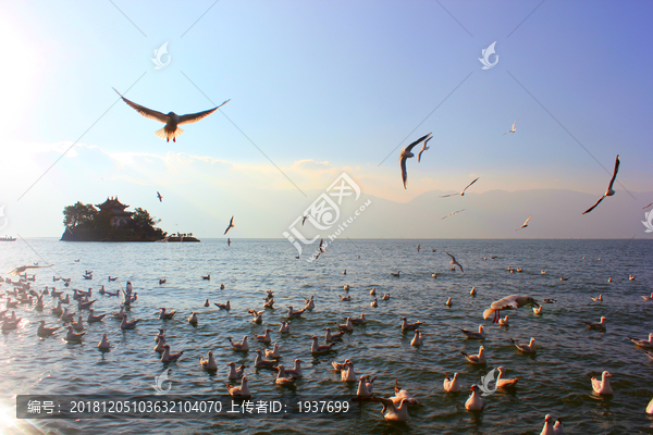 大理洱海小普陀红嘴鸥海之灵