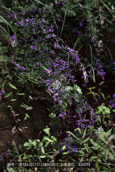 山花野草