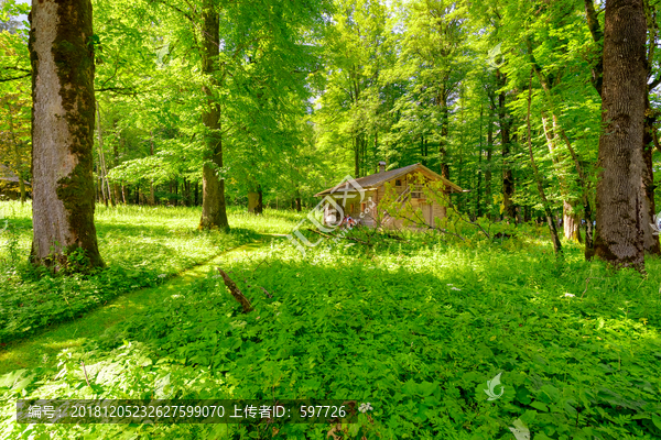 森林小屋