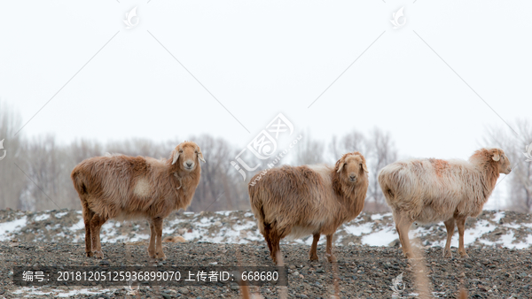 雪地牧羊