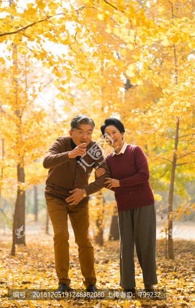 在银杏林散步的老年夫妻