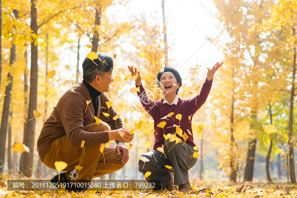 在银杏林散步的老年夫妻