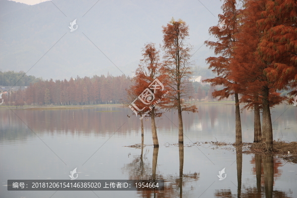 湖外红杉三两株