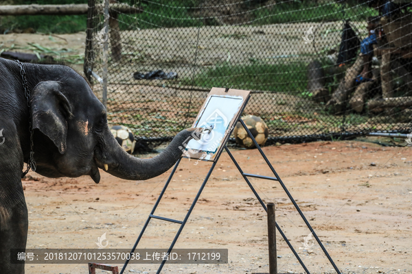 泰国清迈美纱大象营大象画画