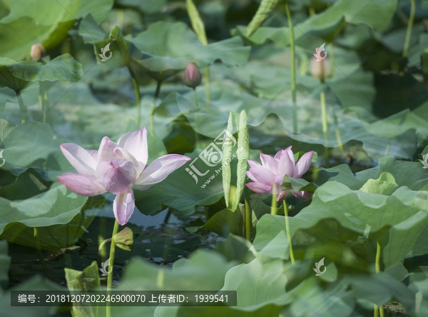 包公园荷花别样红