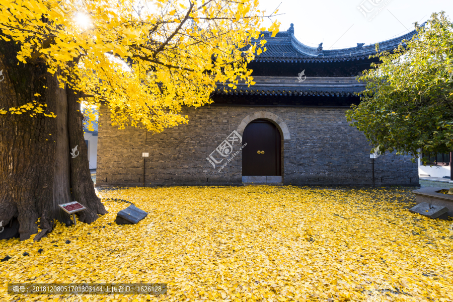 扬州八怪纪念馆银杏树