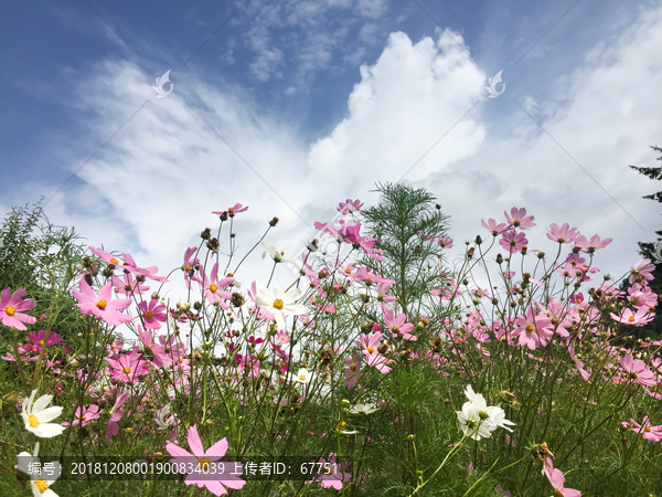 格桑花波斯菊