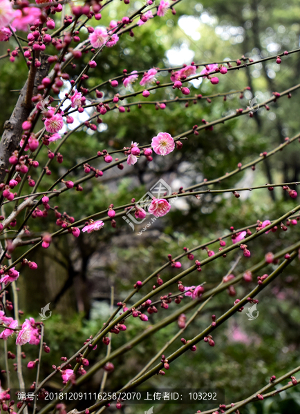 梅花