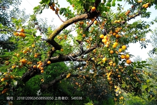 杏树结满果实