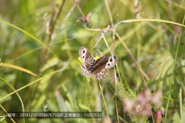 蝶恋花