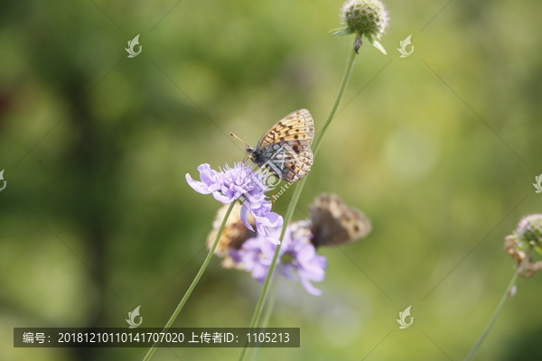 蝶恋花