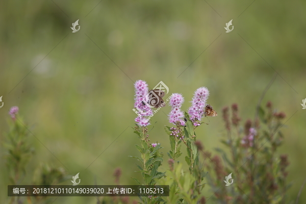 蝶恋花