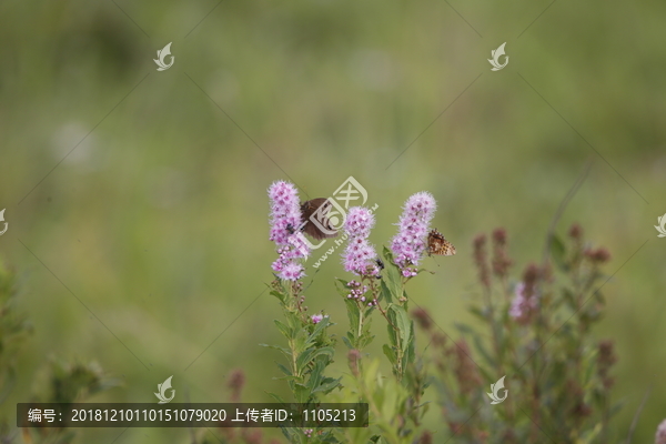 蝶恋花