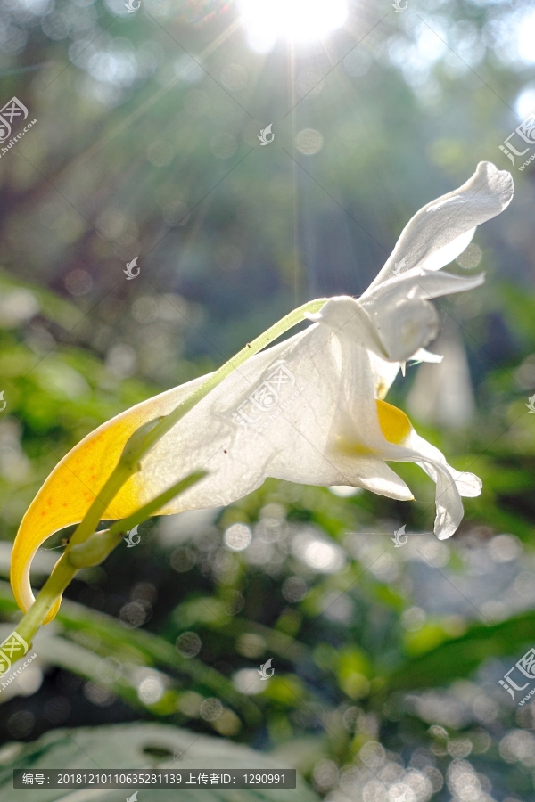 龙虾花