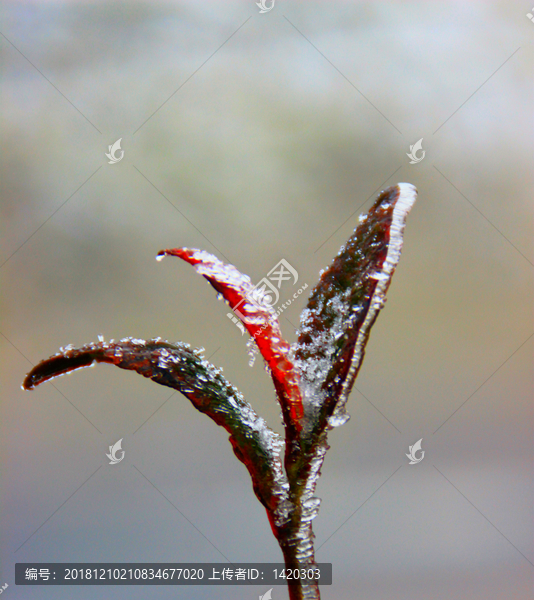 冰雪