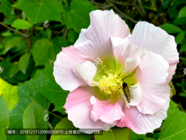 木芙蓉