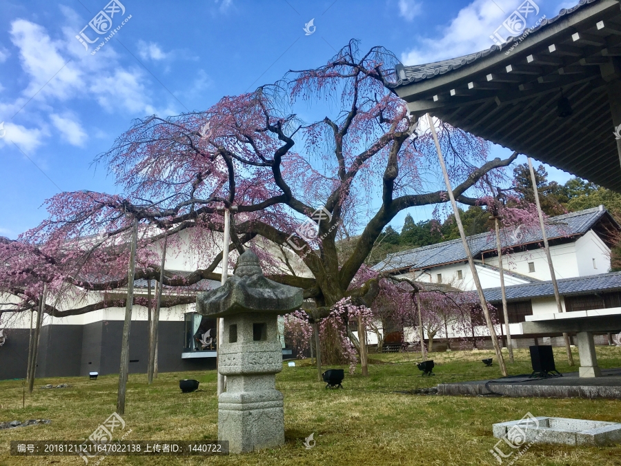 樱花树