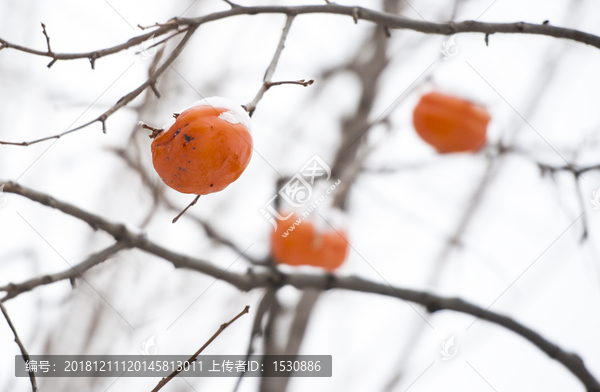 冬日的柿子