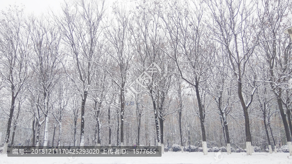 雪景