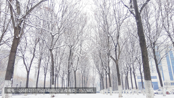 雪景