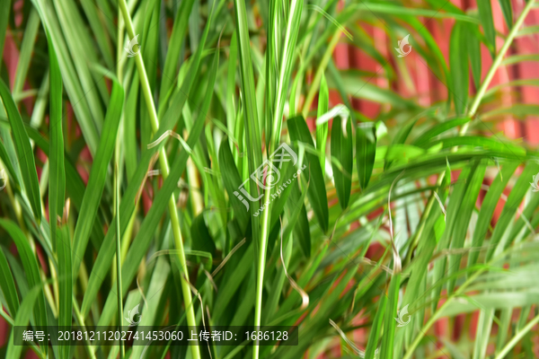 绿叶植物