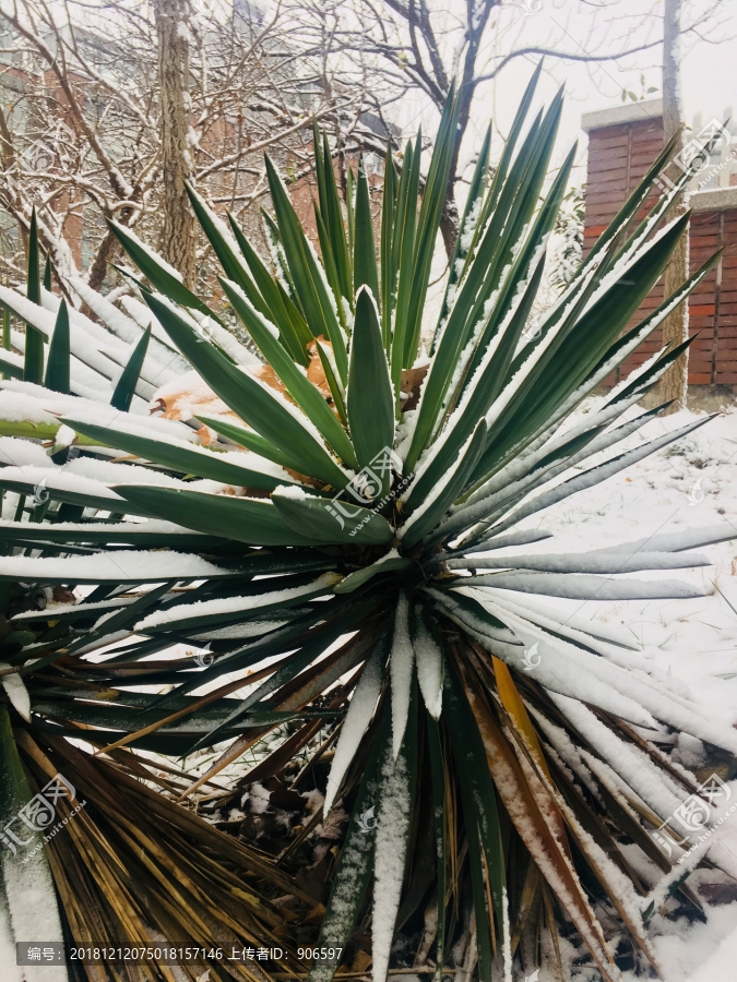 初雪