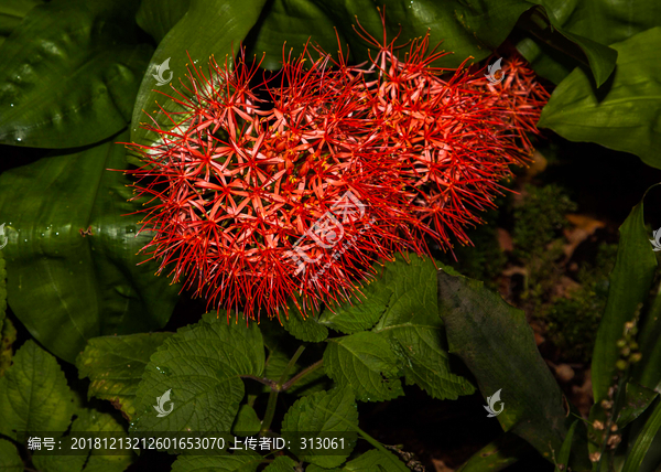 网球花