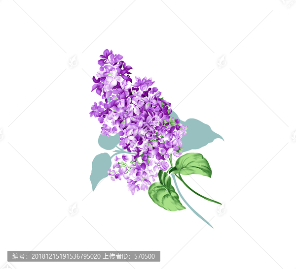 薰衣草