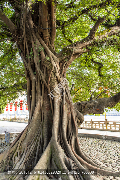 榕树根