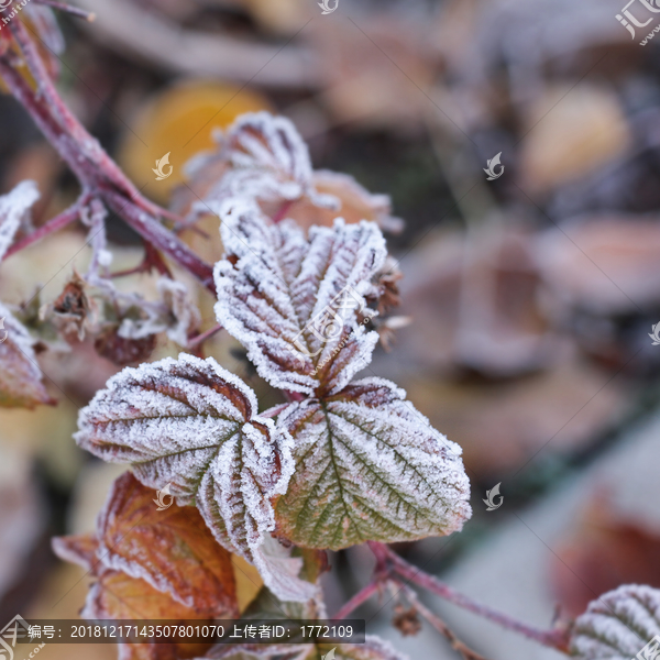 霜花