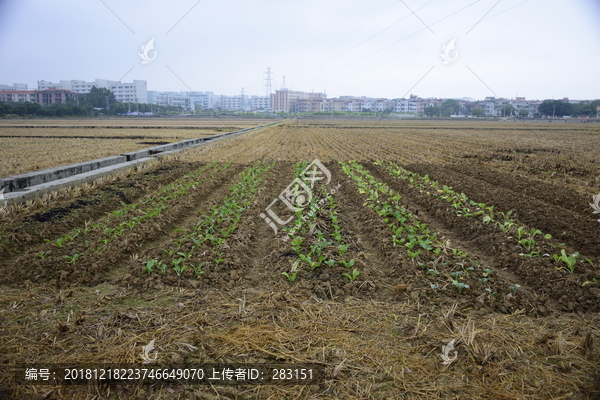 田园风光