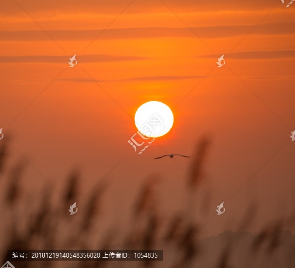 天空飞鸟