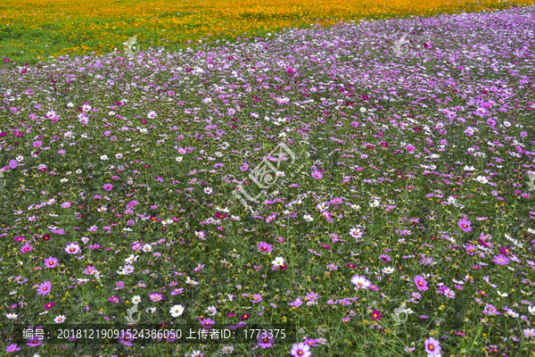 格桑花