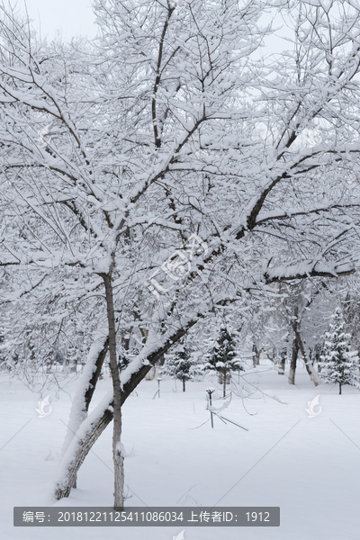 冬雪