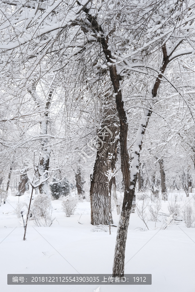 雪景